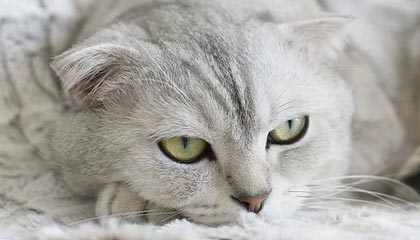 1.2亿惊天方案遭拒！彻底绝望！切尔西重组路在何方？